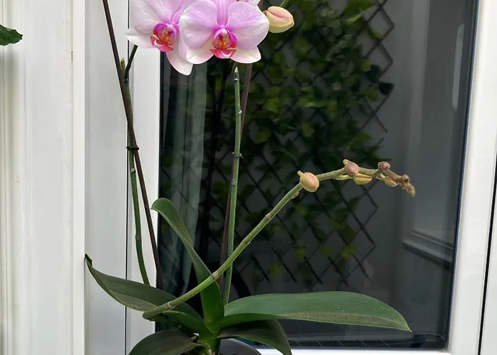 Amanecer Isleno * アレシフェ